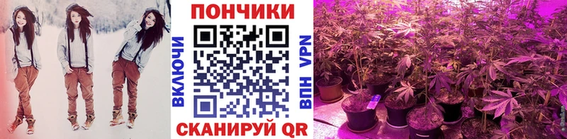 Бошки марихуана сатива Сосенский